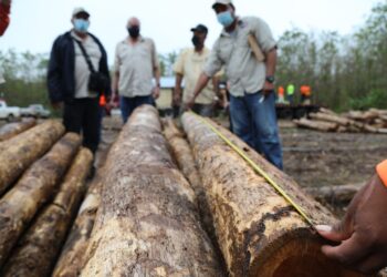 Misión panameña viaja a Corea para capacitarse sobre el sector científico y forestal