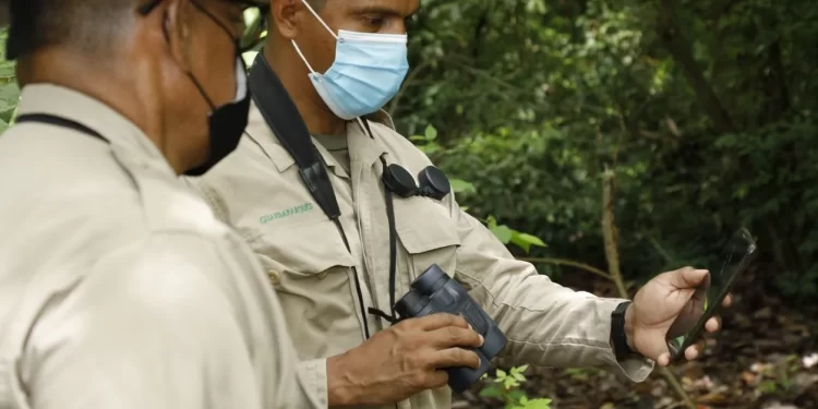 Capturan a cazador furtivo en zona protegida en Colón
